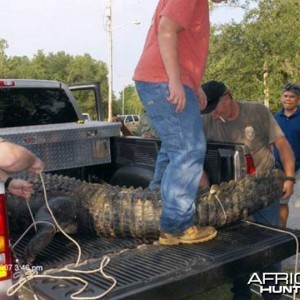 Croc Attack