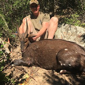 South Africa Hunting Bushbuck