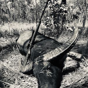 Hunting Asiatic Water Buffalo in Australia