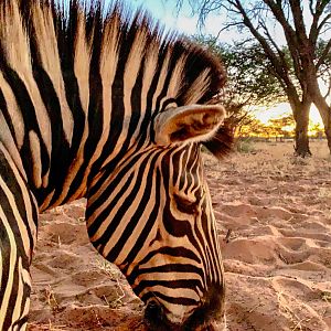 Hunt Burchell's Plain in Namibia