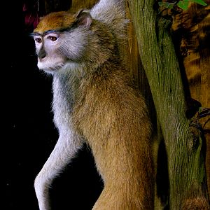 Patas Monkey Full Mount Taxidermy