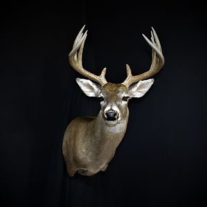 South Texas Whitetail Deer Shoulder Mount Taxidermy