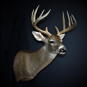 South Texas Whitetail Deer Shoulder Mount Taxidermy