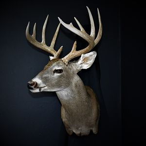 South Texas Whitetail Deer Shoulder Mount Taxidermy