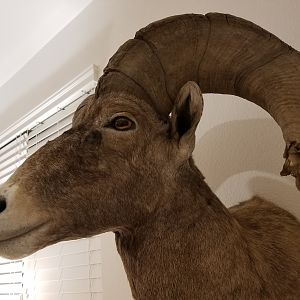 Desert Bighorn Sheep Shoulder Mount Taxidermy