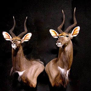 Nyala Shoulder Mount Taxidermy