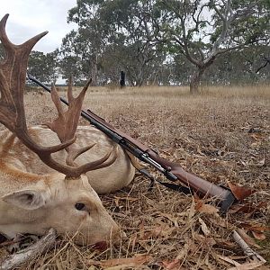 Fallow Deer Hunt Australia