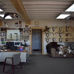 Top of Texas Taxidermy New Showroom and Studio