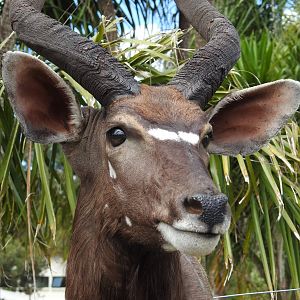 Nyala Shoulder Mount Taxidermy