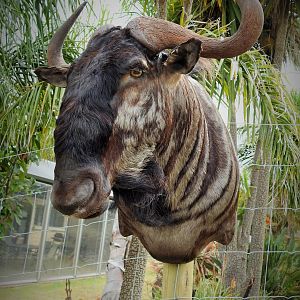 Blue Wildebeest Shoulder Mount Taxidermy