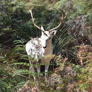 Fallow Deer Australia