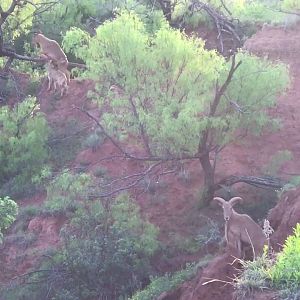 Aoudad Texas USA