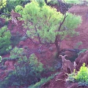 Aoudad Texas USA