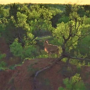 Aoudad Texas USA