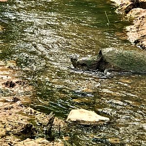 Snapping Turtle Texas USA