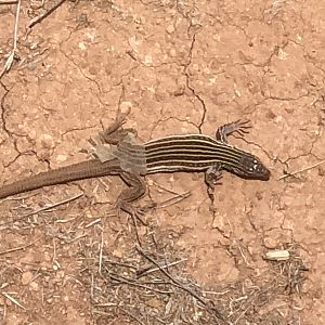 Lizard Texas USA