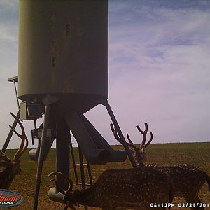 Trail Cam Pictures of Axis Deer in Texas USA