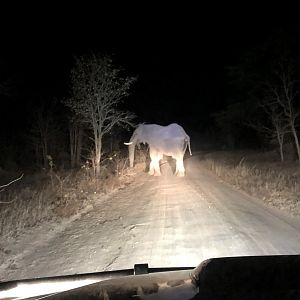 Elephant in Zimbabwe