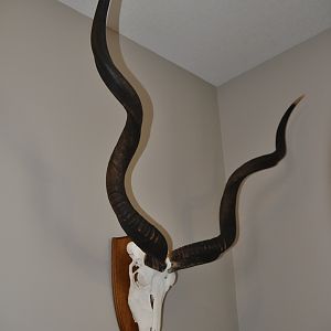 Kudu European Skull Mount Taxidermy