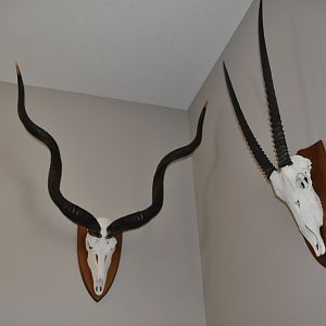 Kudu & Gemsbok European Skull Mount Taxidermy | AfricaHunting.com