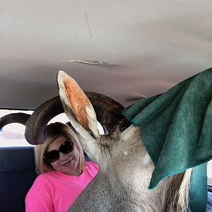 How to load a 54” kudu into a Toyota Tacoma