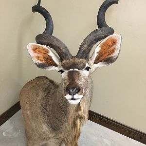 54” Inch Kudu Shoulder Mount Taxidermy