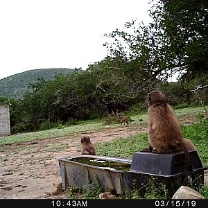 Trail Cam Pictures of Baboon in South Africa