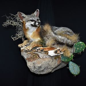 Fox Full Mount Taxidermy