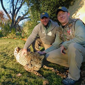 Petting Cheetah in South Africa