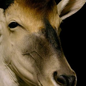 Eland Shoulder Mount Taxidermy