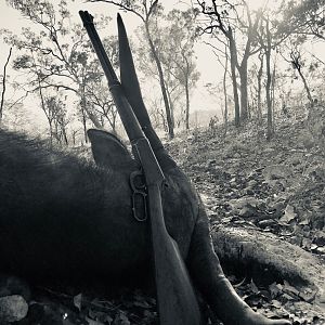 Asiatic Water Buffalo Hunting Australia