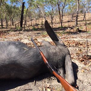 Australia Hunt Asiatic Water Buffalo