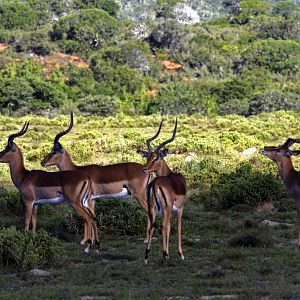 Impala South Africa