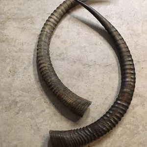 Re-conditioning Horns