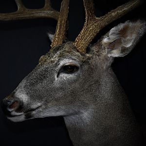 South Texas White-tailed Deer Shoulder Mount Taxidermy