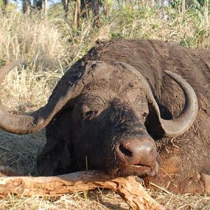 Hunt Cape Buffalo in South Africa