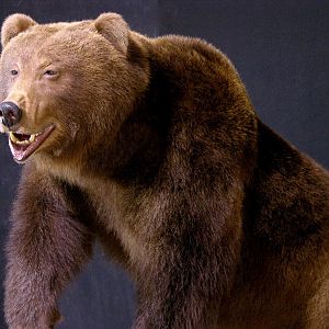 Brown Bear Full Mount Taxidermy