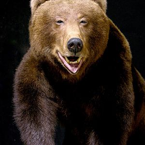 Brown Bear Full Mount Taxidermy