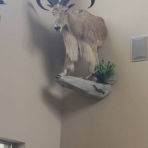 West Texas Aoudad Shoulder Wall Mount Pedestal Taxidermy