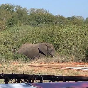 Elephant Zimbabwe