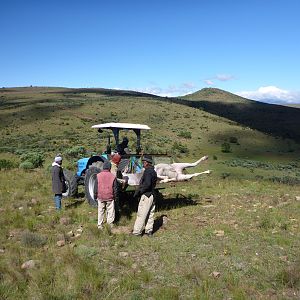 South Africa Hunting Eland