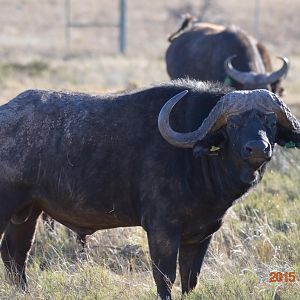 Cape Buffalo South Africa