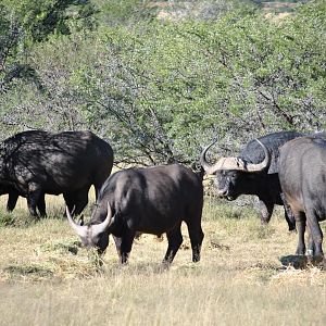 Cape Buffalo South Africa