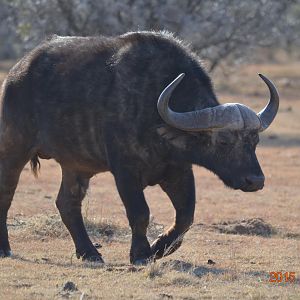 Cape Buffalo South Africa