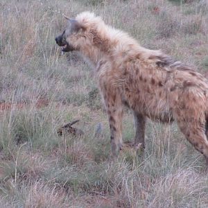 Spotted Hyena in South Africa