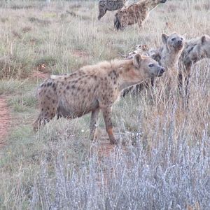 Spotted Hyena in South Africa