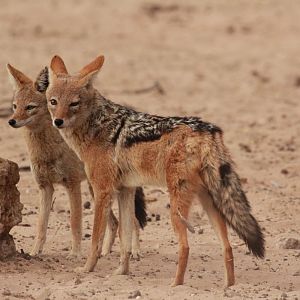 Jackal South Africa