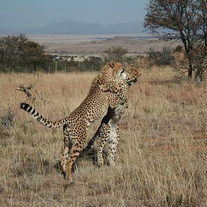 Cheetah South Africa