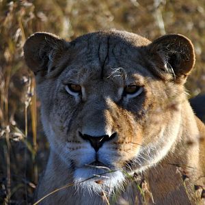 Lioness South Africa