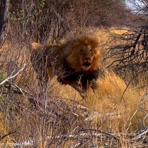 Lion South Africa